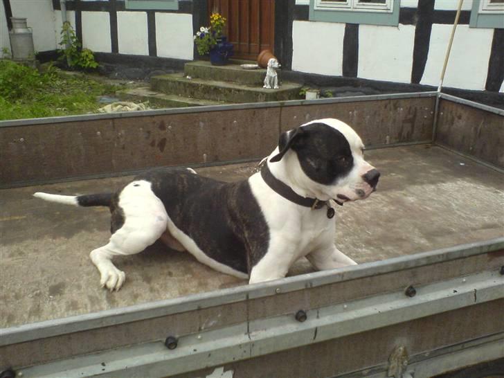 Amerikansk bulldog ballou - kongen kigger over gårdspladsen;-) billede 4