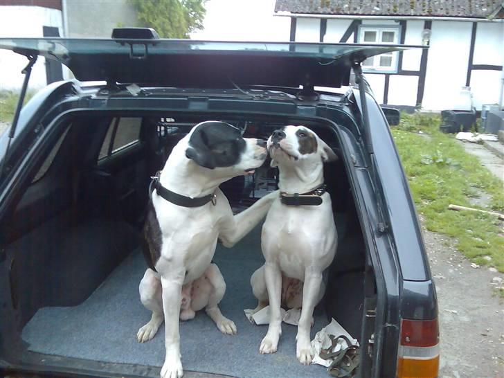 Amerikansk bulldog ballou - min lille veninde Shiwa ;) billede 5