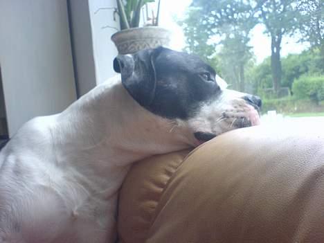 Amerikansk bulldog ballou - sidder lige ud ser hva der sker udenfor :) billede 6