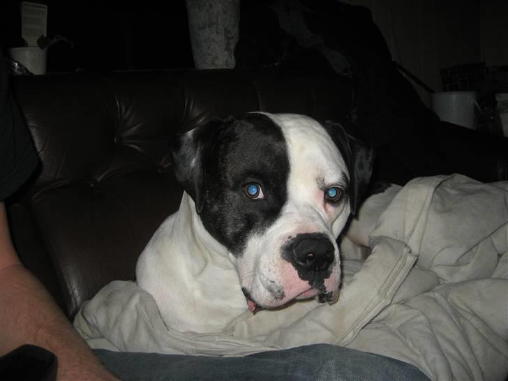 Amerikansk bulldog ballou - er jeg ikk søøøøee :) billede 7