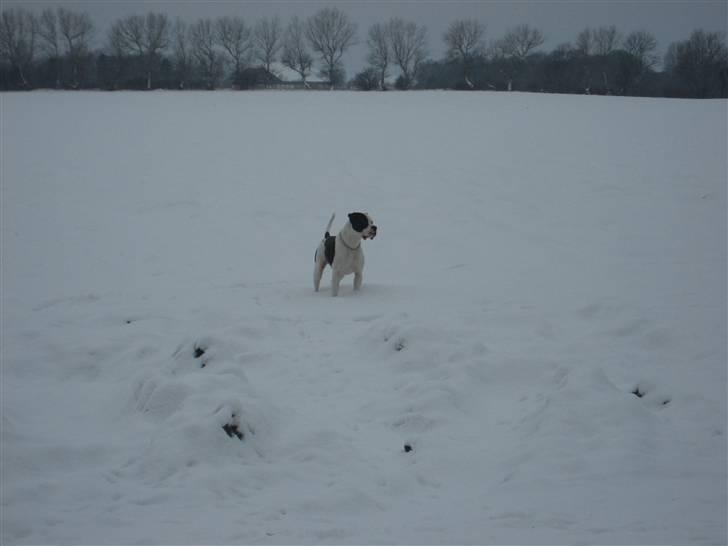 Amerikansk bulldog ballou - hey hva var det inde i skoven :O billede 8