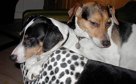 Dansk svensk gaardhund Loba - Kaj og Loba . Forældrene til Nicki ham med vi med hund billede 3