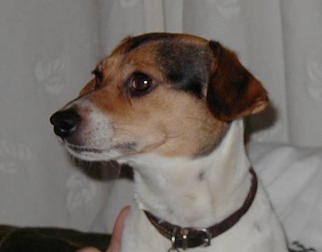 Dansk svensk gaardhund Loba - Ih du Milde og Ibseb lærer at sove i sofaen billede 4