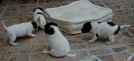 Dansk svensk gaardhund Loba - fordi man er lille og bred .behøver man da ikke at være uden for fællesskabet billede 5