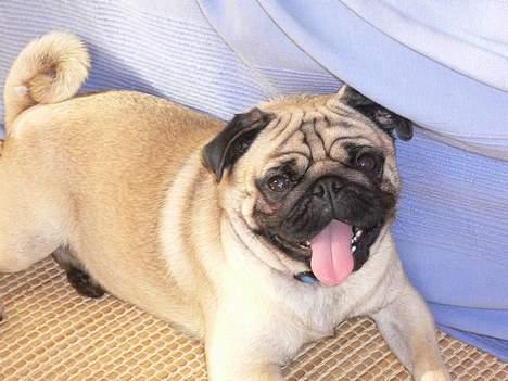 Mops charlie - Har lige været ude og gå en lang tur på standen i løkken billede 8