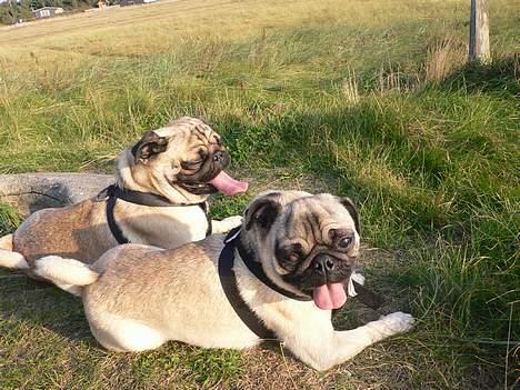 Mops charlie - her ligger Skipper og jeg og tager solbad billede 9