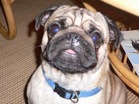 Mops charlie - Er jeg ikke sød billede 10