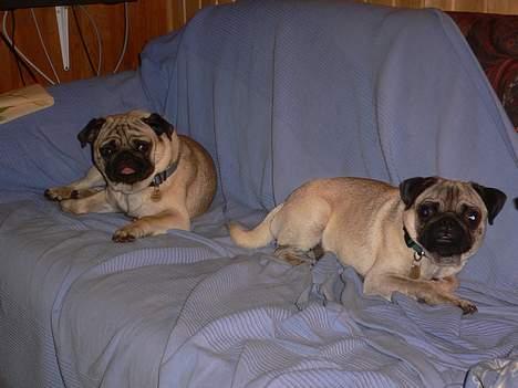 Mops charlie - Det var dejligt så kan vi to bare ligge her og nyde at vi er i sommerhus billede 11