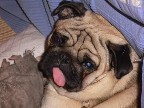 Mops charlie - Bliv væk!! jeg ligger lige her med rotte billede 12