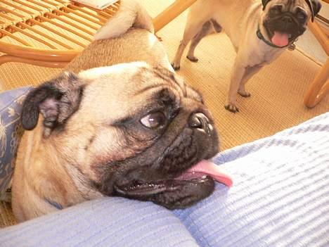 Mops charlie - kom nu med min rotte billede 13