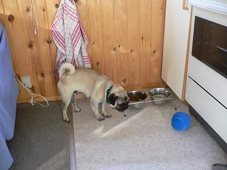 Mops skipper billede 7