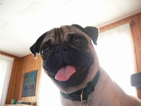 Mops skipper billede 8