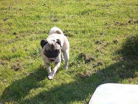 Mops skipper billede 9