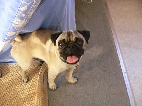 Mops skipper billede 10