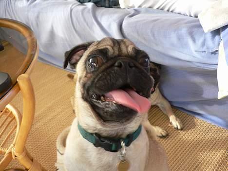 Mops skipper billede 11