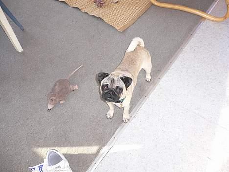 Mops skipper billede 12