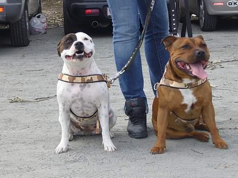 Staffordshire bull terrier Jeanty's staff Mira - Mira og Hooch efter udstliing.. billede 17