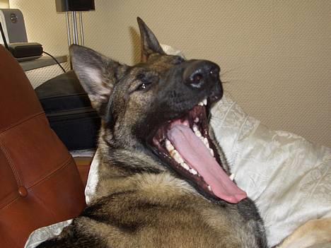 Schæferhund Amagers Chiba - Livet er bare skønt :oP billede 20