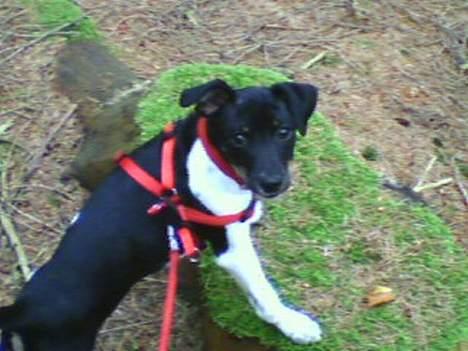 Dansk svensk gaardhund Agnes - MoArr måå jeg ikk få den med hjem?? billede 9