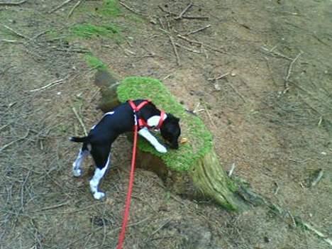 Dansk svensk gaardhund Agnes - den trastup er MEGET spændene! billede 10