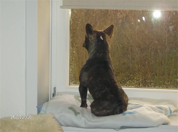 Fransk bulldog Sylvester R.I.P 2011 billede 1