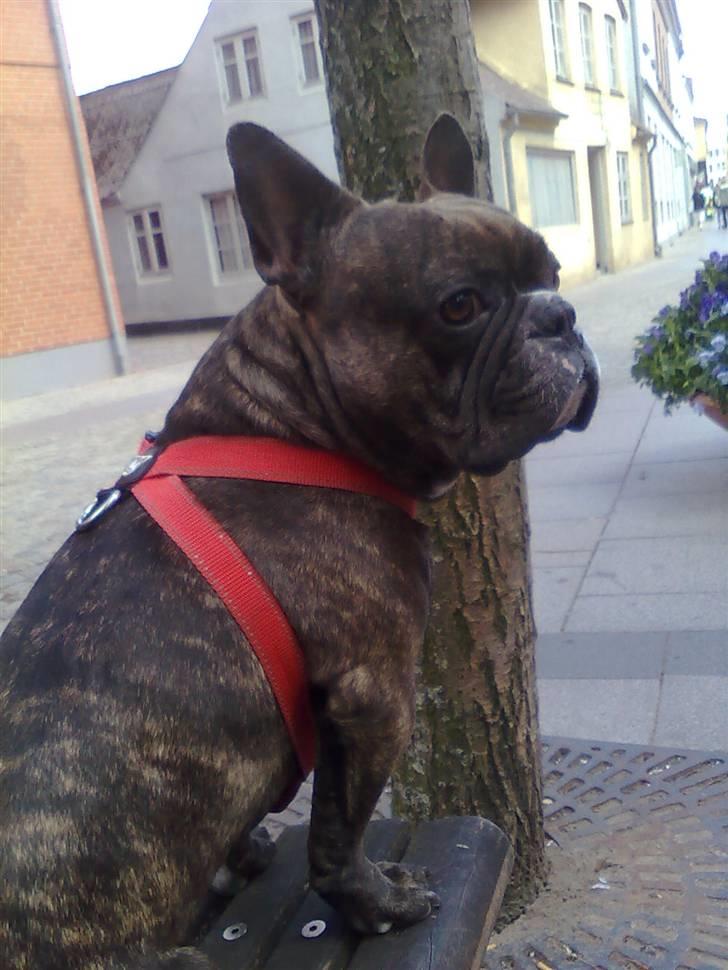 Fransk bulldog Sylvester R.I.P 2011 billede 2
