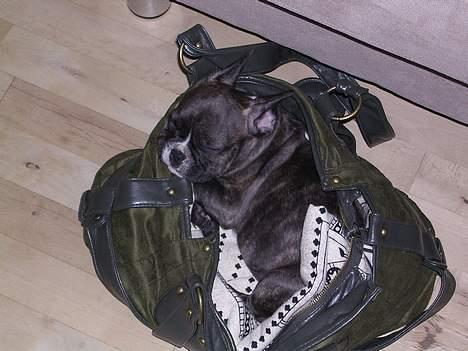 Fransk bulldog Sylvester R.I.P 2011 - Elsker bare min mors taske. billede 3