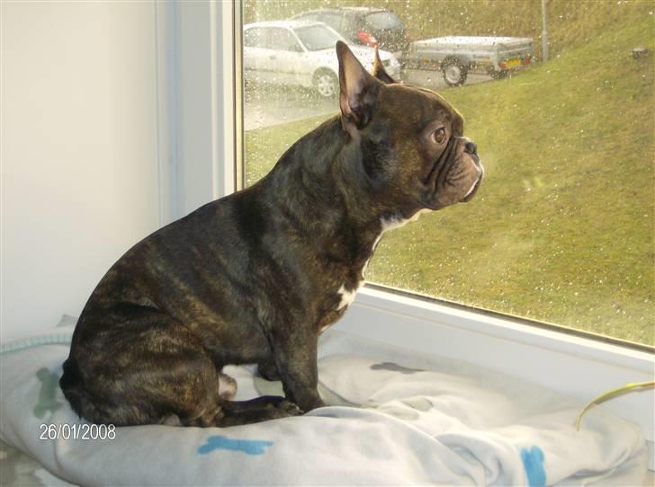 Fransk bulldog Sylvester R.I.P 2011 - ad ad billede 4
