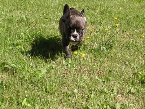 Fransk bulldog Sylvester R.I.P 2011 - Her er jeg altså bare en lille baby billede 5