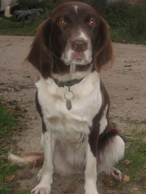 Kleiner münsterländer Tasha billede 7