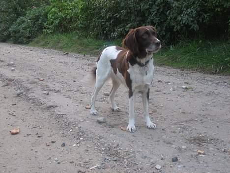 Kleiner münsterländer Tasha billede 8