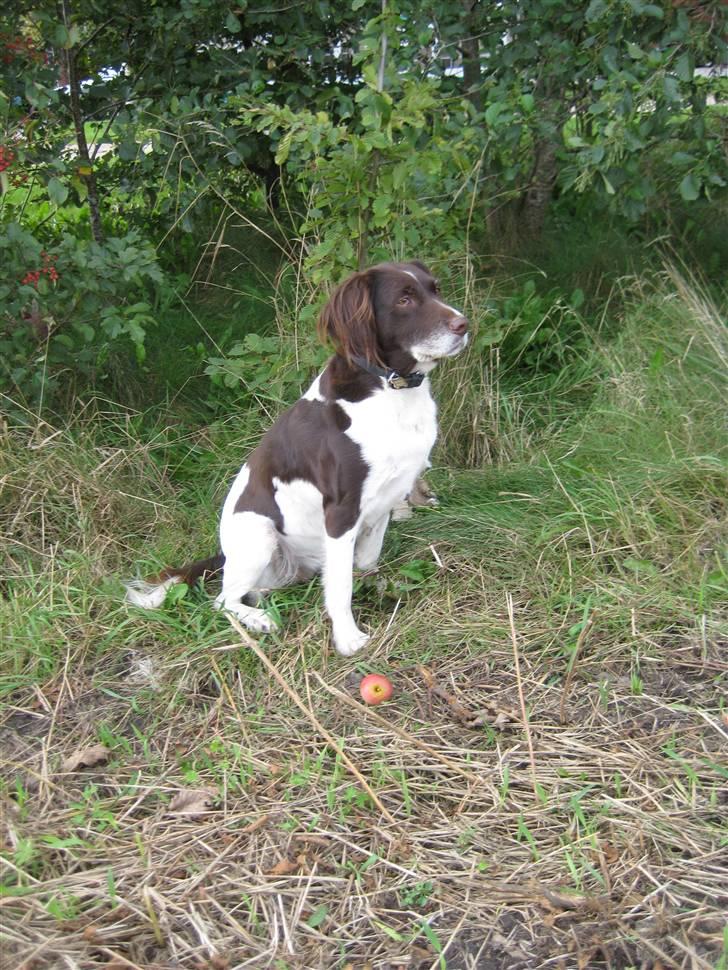 Kleiner münsterländer Tasha billede 9