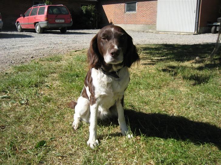 Kleiner münsterländer Tasha billede 10