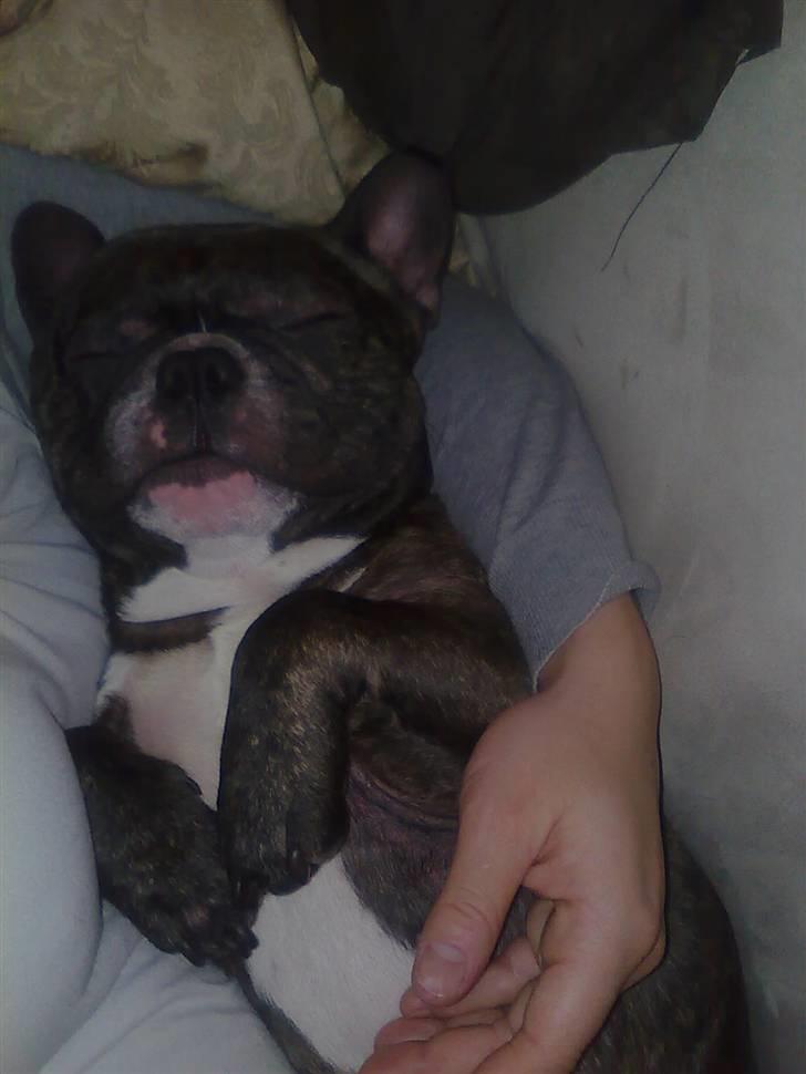 Fransk bulldog Sylvester R.I.P 2011 billede 6