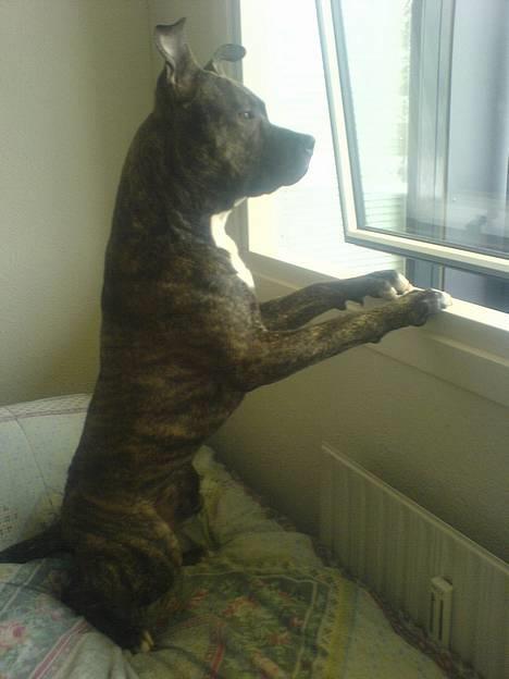 Amerikansk staffordshire terrier -Snoop- billede 13