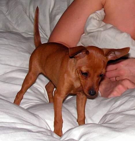 Dvaergpinscher Enya - endelig fik jeg fat i et par billeder fra da hun var ½ år gammelt (er ikke sådan når man ikke selv har digitalt kamera) billede 5