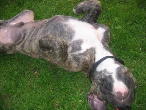 Amerikansk staffordshire terrier -Snoop- billede 14