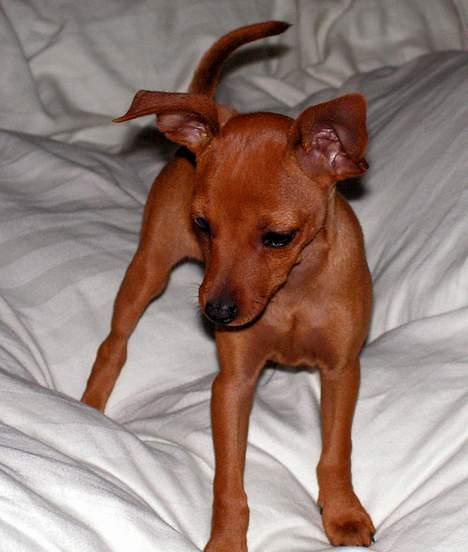 Dvaergpinscher Enya - ½ år gammel billede 6