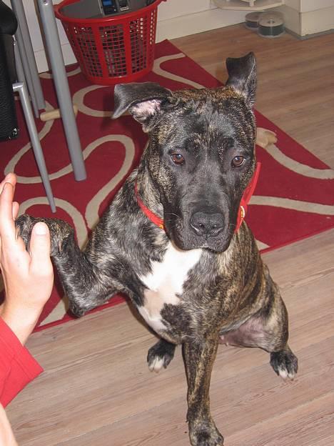 Dogo canario Gucci - Ihh et af mine mange tricks billede 8
