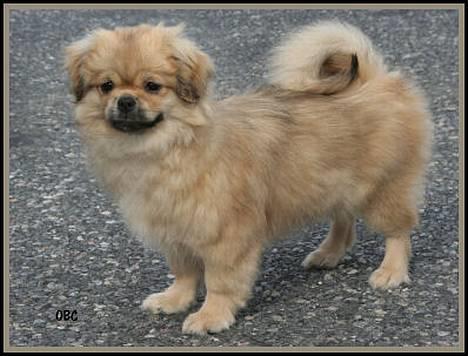 Tibetansk spaniel Cim-Cill A-Chi-Lina billede 2
