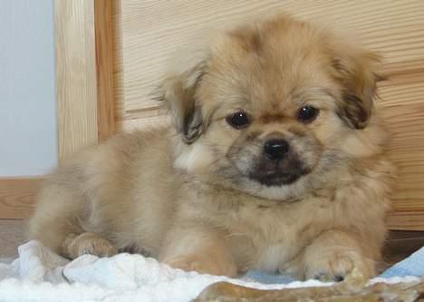 Tibetansk spaniel Cim-Cill A-Chi-Lina - Er jeg ikke bare lidt sød? billede 3