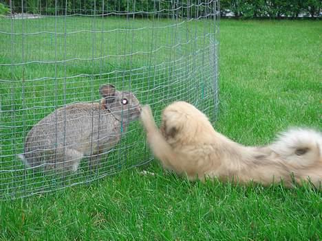 Tibetansk spaniel Cim-Cill A-Chi-Lina - Kommer du ud og leger? billede 4