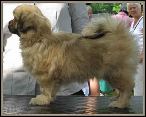 Tibetansk spaniel Cim-Cill A-Chi-Lina - Dorit 10 uger billede 5