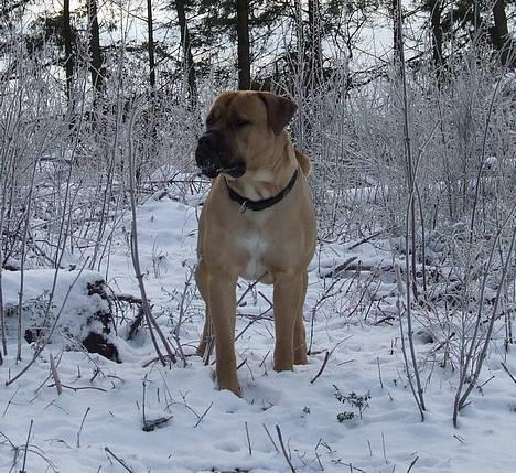 Boerboel ~ Victor ~ R.I.P - Natur mastiffen (d. 24 januar 07) billede 15