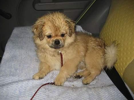 Tibetansk spaniel Cim-Cill A-Chi-Lina - Øv hvor jeg blev våd til træning i dag billede 6