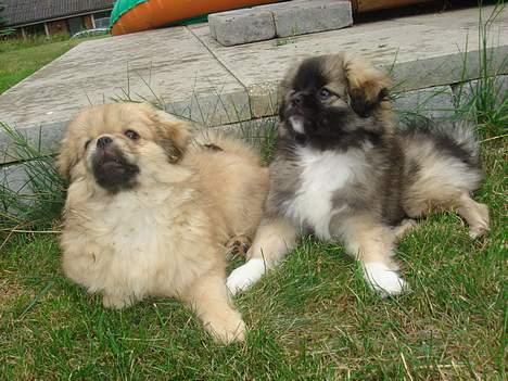 Tibetansk spaniel Cim-Cill A-Chi-Lina - Kan vi fange de fugle der oppe?? billede 7