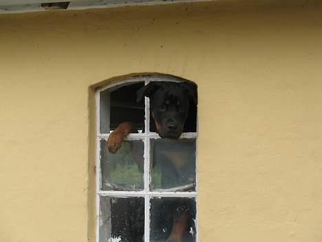 Rottweiler Qato - ØV fik karantæne for at prøve at slå græsslåmaskinen ihjel da den kørte... Det er unfair! billede 5