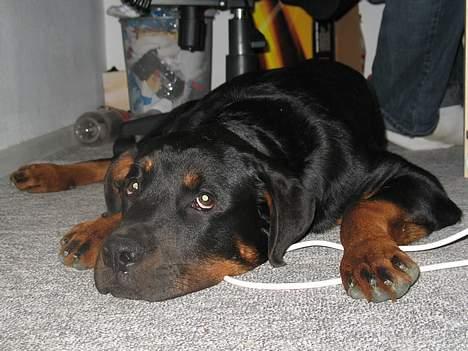 Rottweiler Qato - Brian og Qato spiller computer... billede 6