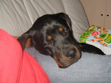 Rottweiler Qato - Taget d. 16/9-06 Får lige en slapper med mor i sofaen... Det høre til sjældenhederne men nydes i fulde drag billede 7