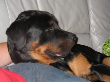 Rottweiler Qato - En træt Qato (som sædvanlig) :o) billede 8